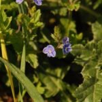 Véronique petit-chêne_1313