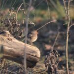 Rougegorge familier_940