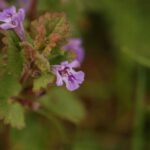 Lierre terrestre_1311