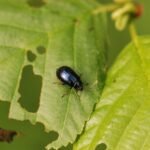 Galéruque de l’aulne_1315