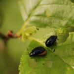 Galéruque de l’aulne_1316