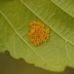 Galéruque de l’aulne_1317