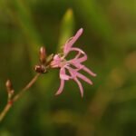 Fleur de coucou_1337