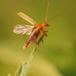Cantharis rufa_1340