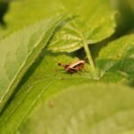 Decticelle cendrée_1350