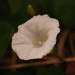 Liseron des haies_1382