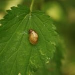 Ambrette commune_1387