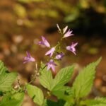 Campanule étalée_1388