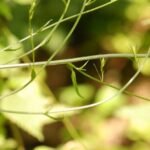 Campanule étalée_1390