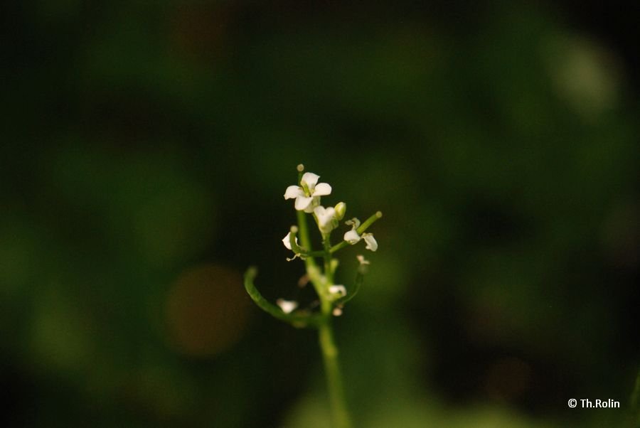 Alliaire officinale_1391