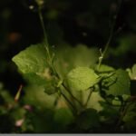 Alliaire officinale_1392