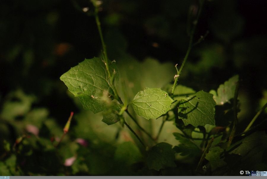 Alliaire officinale_1392