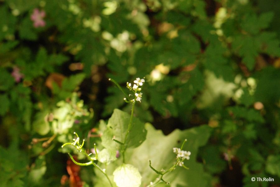 Alliaire officinale_1393