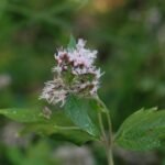 Eupatoire chanvrine_1435