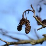 Aulne glutineux_1228