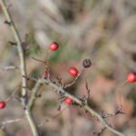 Aubépine monogyne_1230