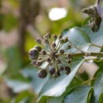 Lierre grimpant_1233