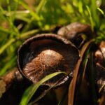 Coprin noir d’encre_1460