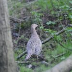 Faisan de Colchide_960