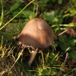 Coprin noir d’encre_1461