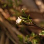 Cardamine hérissée_1502