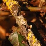 Punaise des baies_1503