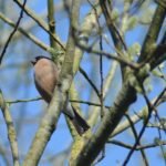 Bouvreuil pivoine_968