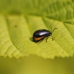 Galéruque de l’aulne_1528