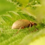 Charançon éperonné_1535