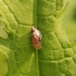 Ambrette commune_1529