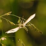 Ptérophore blanc_1568