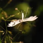 Ptérophore blanc_1569