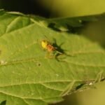 Araignée courge_1562