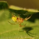 Araignée courge_1563