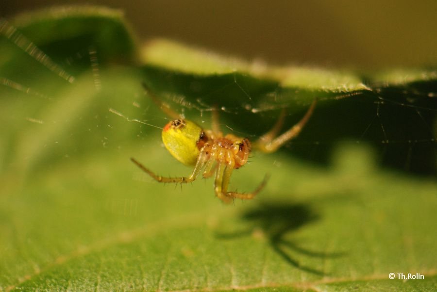 Araignée courge_1563