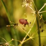 Punaise arlequin_1564