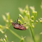 Punaise arlequin_1565