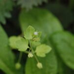 Véronique à feuilles de lierre_1671