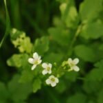 Cardamine amère_1680