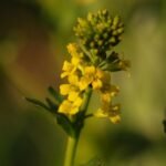 Colza (Brassica napus)_1687