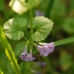 Lierre terrestre_1681