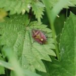 Punaise des baies_1710