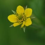 Benoîte commune_1713