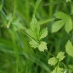 Benoîte commune_1715