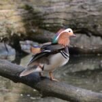 Canard mandarin 2194