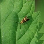 Coquille d’or_1734