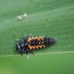 Coccinelle asiatique_1736