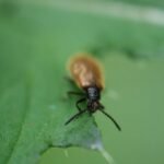 Lagrie hérissée_1737