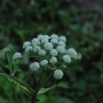 Angélique des bois_1748