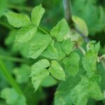 Angélique des bois_1750